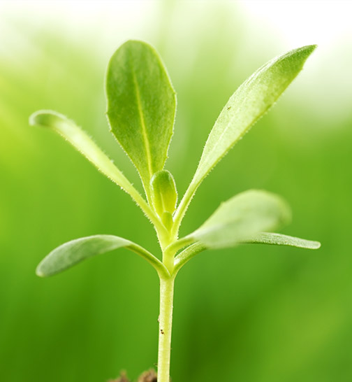 online somatic psychotherapy therapy 2